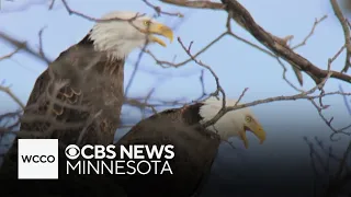 Minnesota residents rush to save a baby eaglet that fell from a tree
