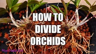 How to propagate Orchids through divisions - Simple guide for beginners