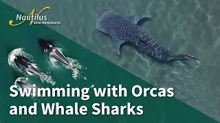 Swimming with Orcas and Whale Sharks #Orca #WhaleShark #Baja
