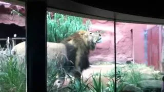 Lions at Taronga Zoo
