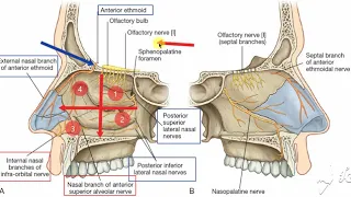 Nasal nerve supply 2