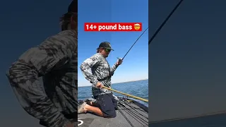 14.7 pound Bass Caught on a Swimbait