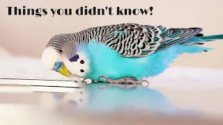 Awesome Bird Care Tips You should know - Compilation