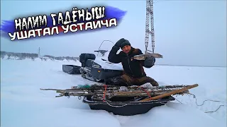 ГРЁБАНЫЙ НАЛИМ - ВСЮ КРОВЬ МНЕ ВЫПИЛ!