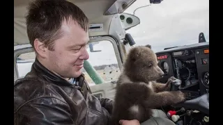 Лохматое счастье: российский летчик приютил в 2016 году медвежонка, который вырос и стал