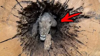 Лесорубы распилили дерево и нашли в стволе собаку, застрявшую там 60 лет назад