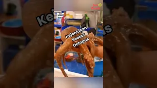 Sepintar apa Octopus