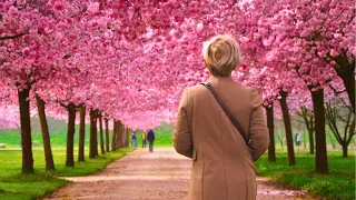 Incredible Sakura at Venaria's Royal Palace: Exploring the Italian Cherry Blossoms-4k- WALKING ASMR