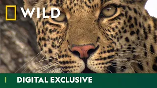 Leopard Sneak Attack | Africa’s Deadliest | National Geographic Wild UK