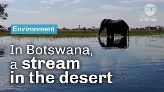 A Stream in the Desert | CNRS in English