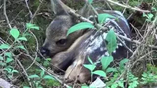 baby deer [ fawn ]  NOT ABANDONED ,