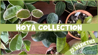 My Entire HOYA Collection | 22 Varieties!!