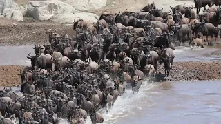 Great Wildebeest Migration in Tanzania #travel #serengeti #tanzania #nationalpark #vacation