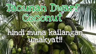 DWARF COCONUT IN THE PHILIPPINES - Tacunan Dwarf #Tacunandwarfcoconut