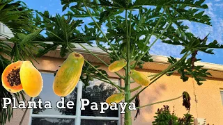 como tener plantas de papayas enana