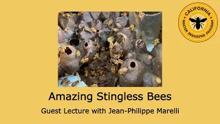 Amazing Stingless Bees with Jean-Philippe Marelli 6/5/23