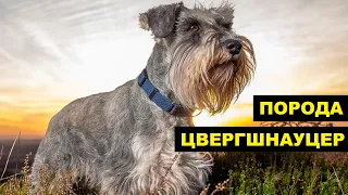 Собака Цвергшнауцер плюсы и минусы породы | Собаководство | Порода Цвергшнауцер