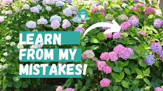 Why Isn't my Hydrangea Blooming? | How to Make Hydrangea Flower