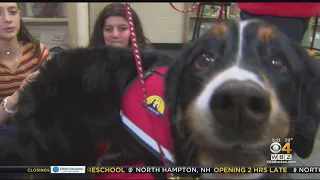 Therapy Dog Helping Stressed Students At Concord Middle School