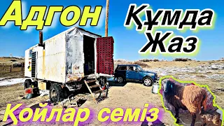 Қойлар ойнас жасапты. Көктемгі науқан!