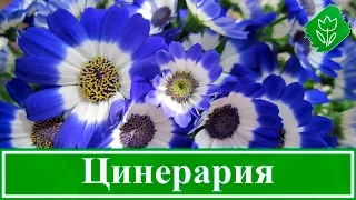 Цветы цинерария – выращивание из семян, посадка и уход