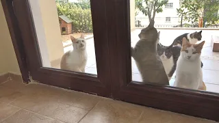 Outdoor Cats Stepping Inside A House For The First Time !!