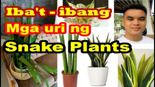 Siyam (9) na Karaniwang Uri ng Snake Plants _ 9 Common Types of Snake Plants