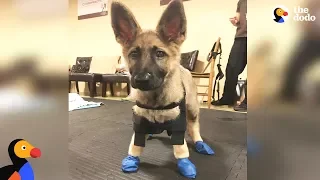 Puppy With Swimmer Syndrome Teaches Herself To Run - STARFISH | The Dodo