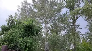 Сильный ветер ломает многолетние деревья