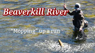 EURO NYMPHING the BEAVERKILL River:  When to use the MOP FLY