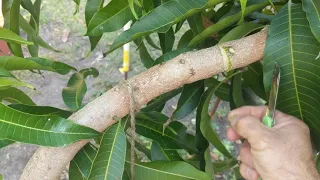 My multi variety mango trees and girdling a branch