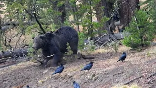 Two Huge Grizzly Bears Eat an Elk Carcass in Yellowstone National Park