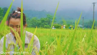 Harvesting golden rice, making sour vegetables and how to prepare them.quyet ngan farm