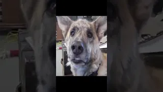 DOGE Dog. Funny Talking Dog Tease