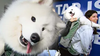 Woman Carries Adorable 52-Pound Dog in Backpack