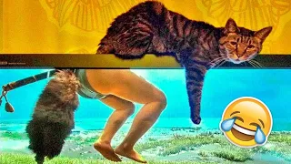 Best Funniest Animals Videos 😅 - Funny Dogs And Cats Videos 2024 🤣 #43