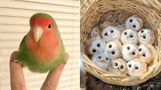 Baby Animals 🔴 Funny Parrots and Cute Birds Compilation (2023) Loros Adorables Recopilación #8