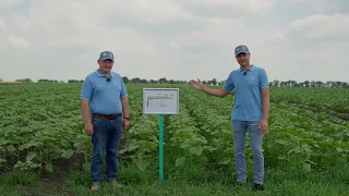 Гербіцидна схема захисту соняшнику. Досвід. АгроАрена Дніпро