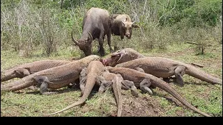 The poor Mother Buffalo couldn't save her child from the Komodo Dragons