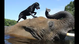 Best Animal friendships in the world