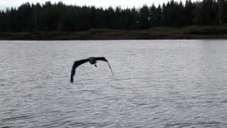 Dall Bay Heron.MOV