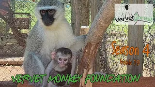 Experience baby monkey orphan Dirkules first encounter of his foster mom