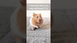 Things Hamster Owners  Need to Know! - Important Hamster Facts - TikTok Trend Hamster Edition 🐹⚠️😳
