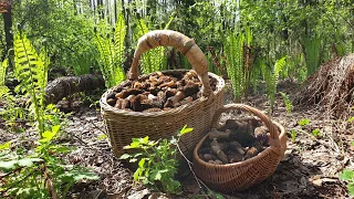 СМОРЧКОВОЕ ЭЛЬДОРАДО !!! СУПЕР ЗАКОС !!! СМОРЧКОВЫЙ РЕКОРД ! НЕТРОНУТОЕ МЕСТО ! Грибы 2021 !