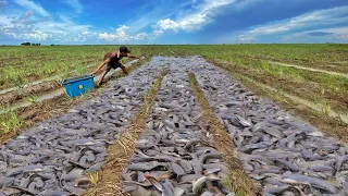 unbelievable! a lots of catch monster fish on the road after rainy by technique fishing