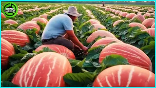 The Most Modern Agriculture Machines That Are At Another Level,How To Harvest Watermelon In Farm ▶10