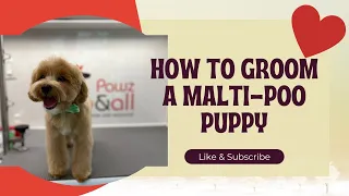 HOW I GROOM A MALTI-POO PUPPY