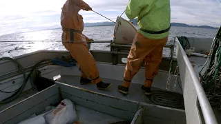 Shark City and Big Chunky Halibut! - Longlining Halibut