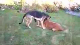 Tango, Wally and Ebony playing