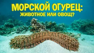 Морские огурцы: подводные пылесосы | Познавательное видео | Удивительный мир беспозвоночных